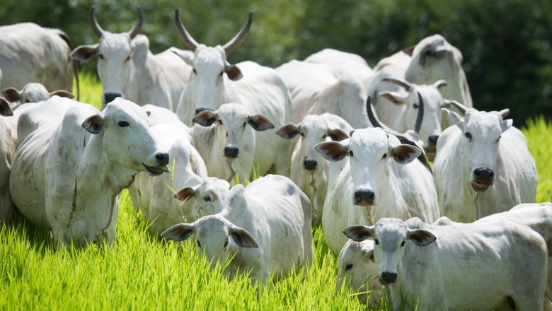 Semana estadual contra a brucelose bovina começa em Goiás: vacinação assistida e ações no campo; veja datas e locais
