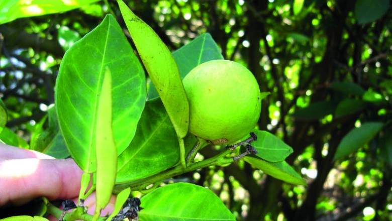 Goiás endurece combate ao HLB: murta proibida e erradicação imediata em pomares