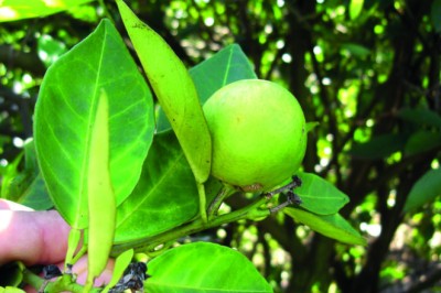Goiás endurece combate ao HLB: murta proibida e erradicação imediata em pomares