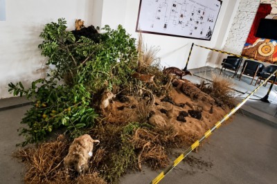 Mostra em Pires do Rio transforma PET em vassouras e reúne fauna do Cerrado; entrada gratuita até 12/06