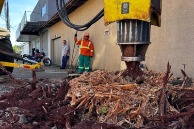 Comurg faz até 10 remoções de raízes por dia em Goiânia; veja como solicitar e as responsabilidades do morador