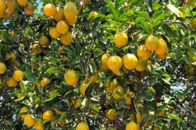 Greening confirmado em Heitoraí e Cidade Ocidental; Agrodefesa erradica plantas e reforça controle
