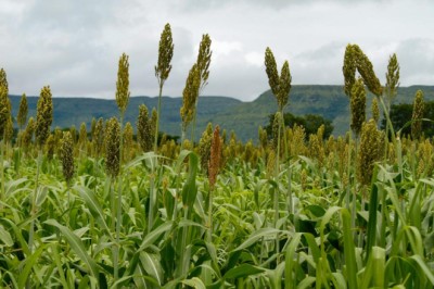 Goiás amplia vantagem e lidera o sorgo pelo 8º ano; produção salta 40% e mira etanol
