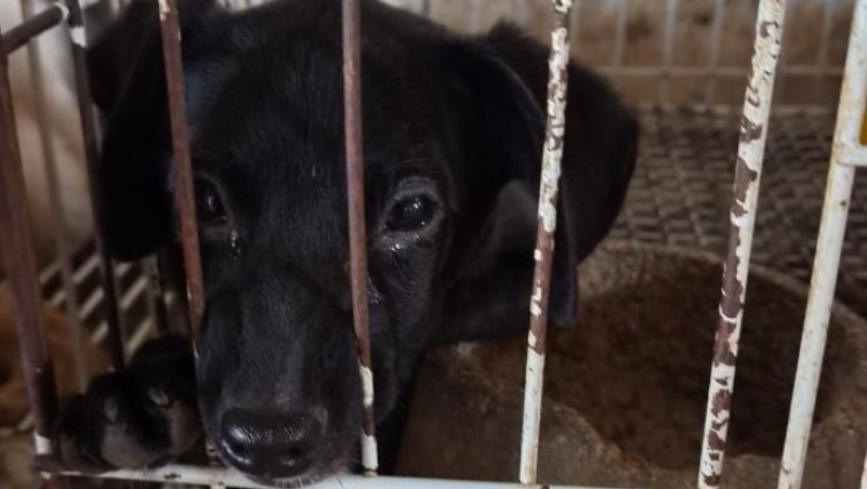 Operação Filantropia de Fachada: polícia resgata animais sob maus-tratos em Goiânia e prende responsáveis