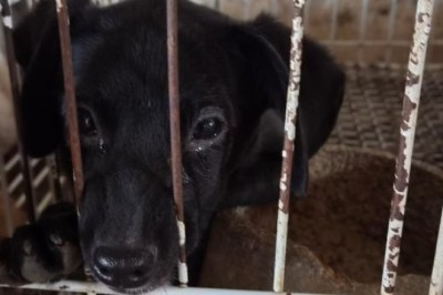 Operação Filantropia de Fachada: polícia resgata animais sob maus-tratos em Goiânia e prende responsáveis