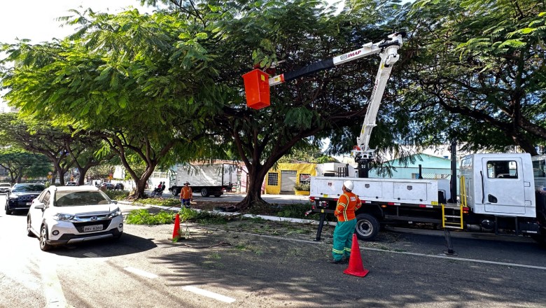 Goiânia padroniza manejo arbóreo: Amma e Comurg unem equipes e definem plantio compensatório de 100 mudas