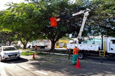 Goiânia padroniza manejo arbóreo: Amma e Comurg unem equipes e definem plantio compensatório de 100 mudas
