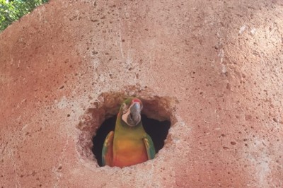 Frio de manhã, calor à tarde: as estratégias do Zoológico de Goiânia para proteger os animais