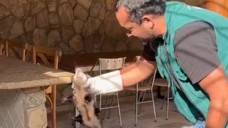 Aumento de atropelamentos acende alerta: como proceder ao encontrar animais silvestres em Goiânia