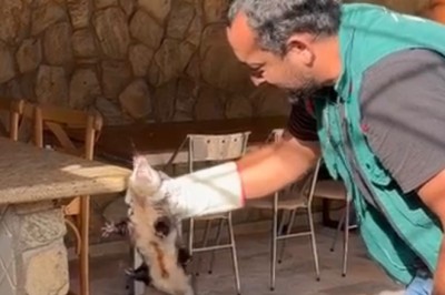 Aumento de atropelamentos acende alerta: como proceder ao encontrar animais silvestres em Goiânia