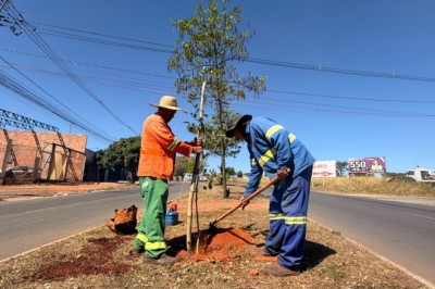 Em 3 dias, Comurg planta 156 árvores em Goiânia; veja bairros e espécies