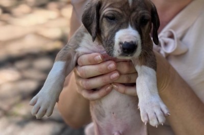 Goiânia libera 1,5 mil vagas para castração gratuita de cães e gatos; veja como participar
