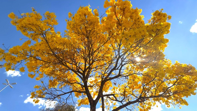 Explosão de cores em Goiânia: 50 mil ipês florescem e clima atípico altera a sequência de floração