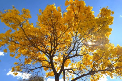 Explosão de cores em Goiânia: 50 mil ipês florescem e clima atípico altera a sequência de floração