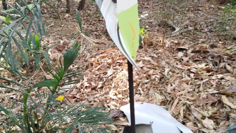 Placas da trilha Bariani Ortêncio são destruídas no Bosque dos Buritis; GCM e Polícia investigam