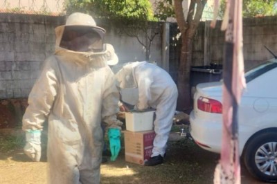 Enxames de abelhas disparam em Goiânia; prefeitura reforça serviço e pede que população não mexa