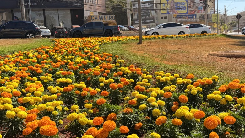 Goiânia ganha 123 mil mudas de flores em dois meses e projeta 300 canteiros até 2027