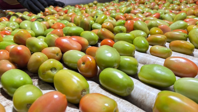 Goiás mantém liderança nacional no tomate, mesmo com previsão de queda na safra de 2026