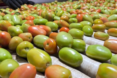 Goiás mantém liderança nacional no tomate, mesmo com previsão de queda na safra de 2026
