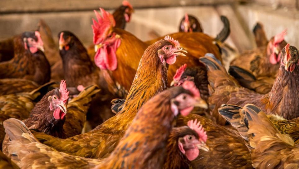 Agrodefesa intensifica fiscalização do trânsito das aves intra e interestadual e em granjas avícolas para prevenir influenza aviária